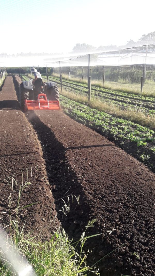 Rotovadores y Rotoencanteradores linea SICMA origen Italia, trituradores de tierra para canteros de cultivos y otros, maquinaria agrícola - Imagen 2